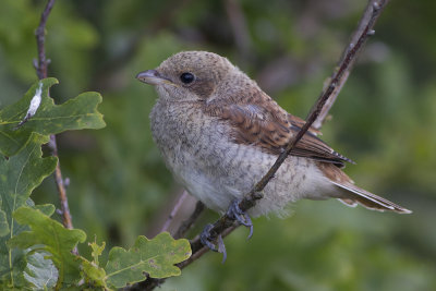 Törnskata (Lanius collurio) Red-backed Shrike