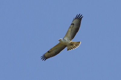 Ormvråk (Buteo buteo) Common Buzzard