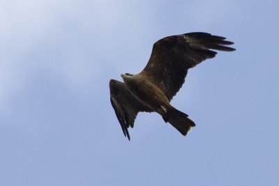 Brun glada (Milvus migrans) Black Kite