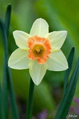 Narcisse des potes - Narcissus of the poets