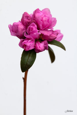 Rhododendron 