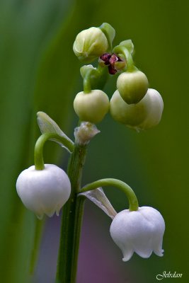 Muguet - Lily of the Valley