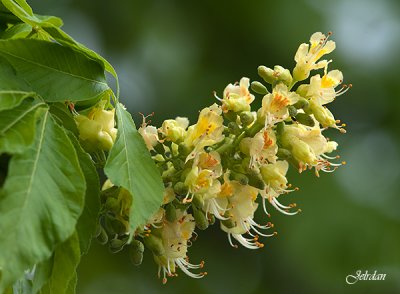 Ohio Buckeye (Aesculus glabra)