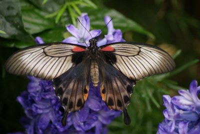 Montreal Botanical Gardens - Butterflies