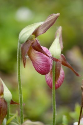 lady slipper 10003.jpg