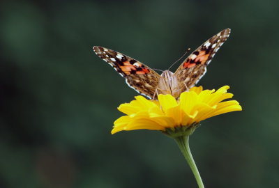 My Garden  -  Mon jardin