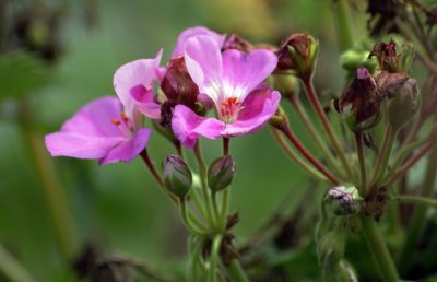 Flowers - Fleurs