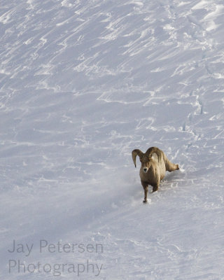 7img_13755 copy.jpg