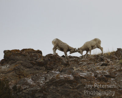 7img_14218 copy.jpg