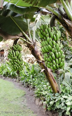 Bananas at Lodge