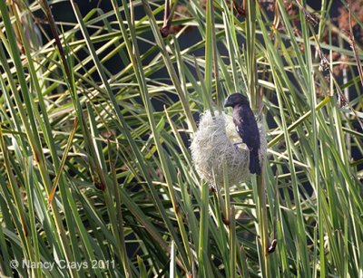Grosbeak Weaver on Nest