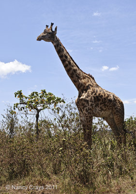 Giraffe in Arusha National Park
