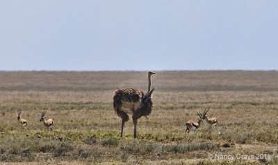 Male Ostrich