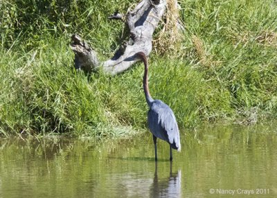 Goliath Heron