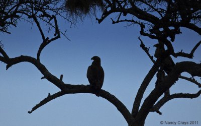 Two Tawny Eagles Silhouetted against Sky