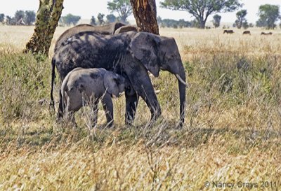 Mother and Baby Elephants