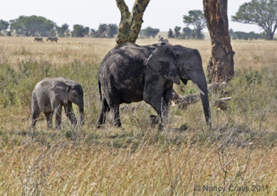 Mother and Baby Elephants