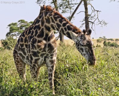 Tick Birds (Yellow-Billed Oxpeckers) on Giraffe