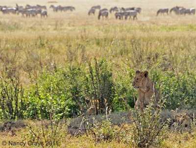 Lioness in Ditch Watching Over Cub