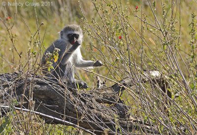 Baby Vervet Monkey Eating Flowers