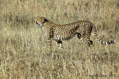 Serengeti