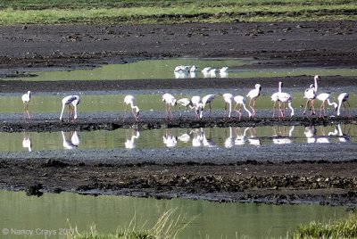 Flamingos