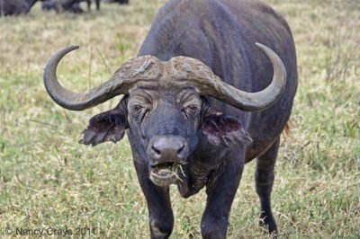 Cape Buffalo Eating