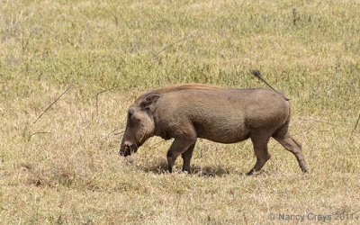 Young Warthog