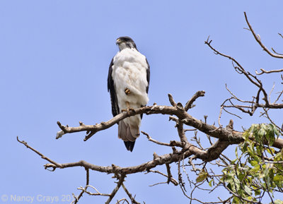 Augur Buzzard