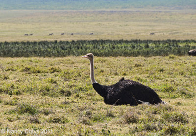 Ostrich