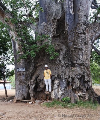 Our Guide Mahmoud Salim in Front of a Baobob Tree