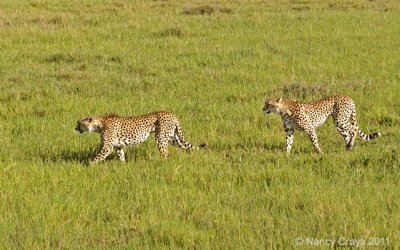 Cheetahs8769.jpg