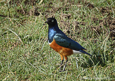 Superb Starling