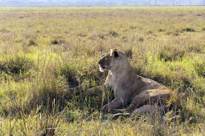 Lion Resting