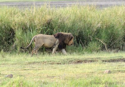 Old Male Lion