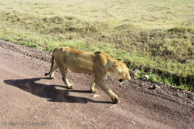 Female Lion Walking Along Road