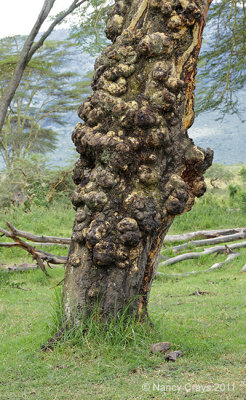 Gnarled Tree