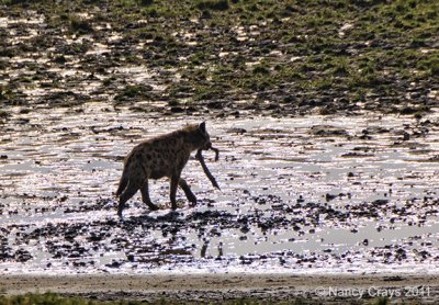 Hyena with with Remains of Kill