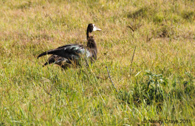 Spur Wing Goose