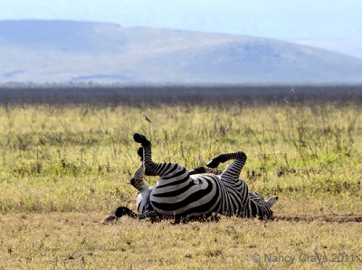 Zebra Rolling on Ground