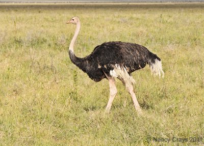 Ostrich