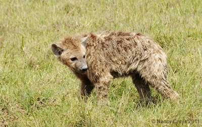 Wet Baby Hyena