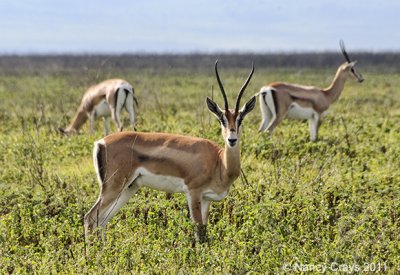 Impalas