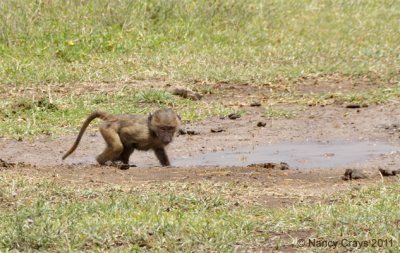 Baby Baboon