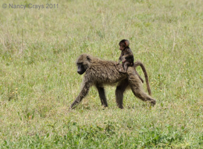 Baby Baboon Riding on Mother's Back