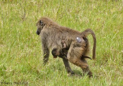 Baby Baboon Rides on Mom's Belly