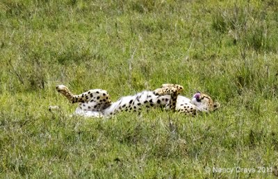 Cheetah Rolling on Ground