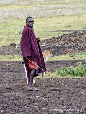 Masai Herding Cattle