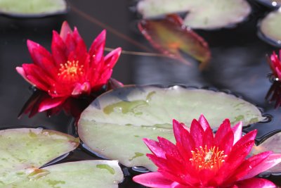 more_flowers