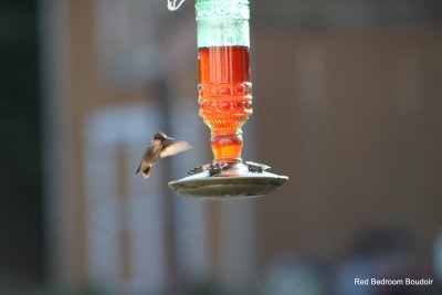 humming_bird